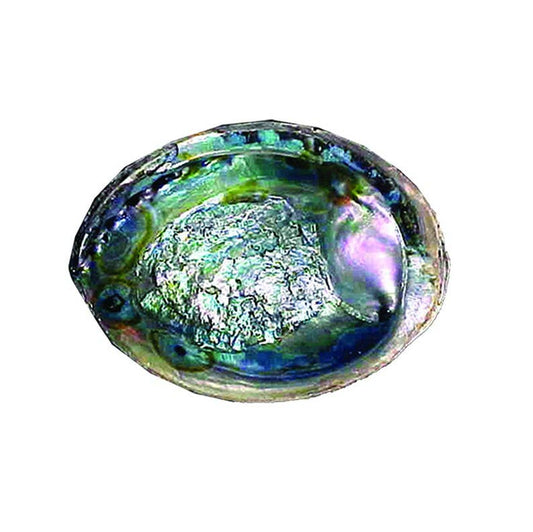Abalone Smudge Shell (6-7 in.)