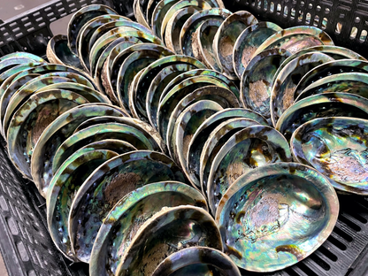Abalone Shells 4.75-6"